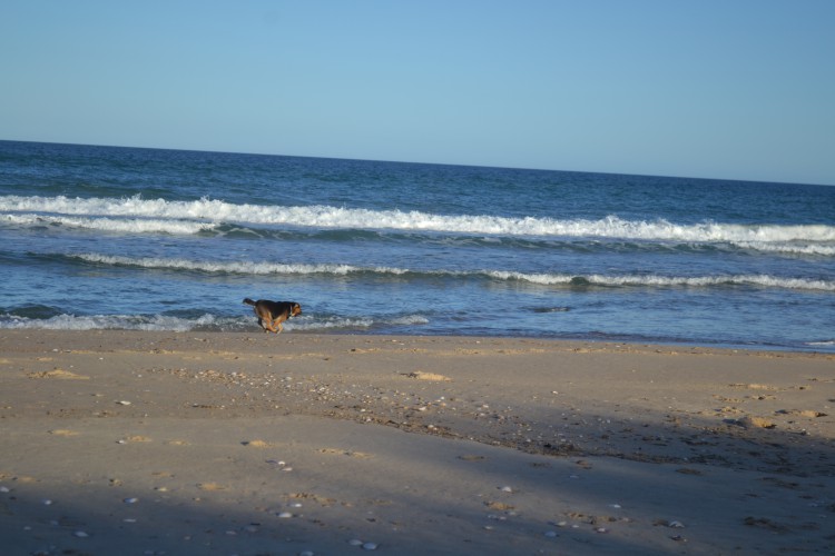 Scatter beach Banksia Park Puppies