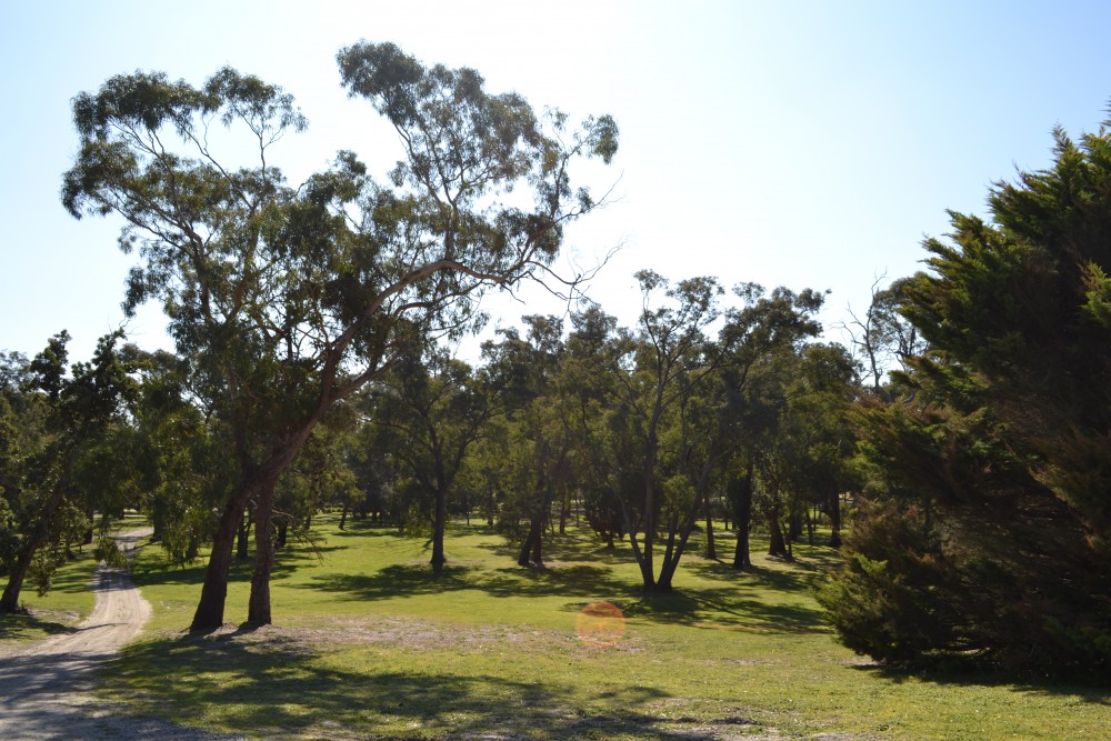 Park land Banksia Park Puppies