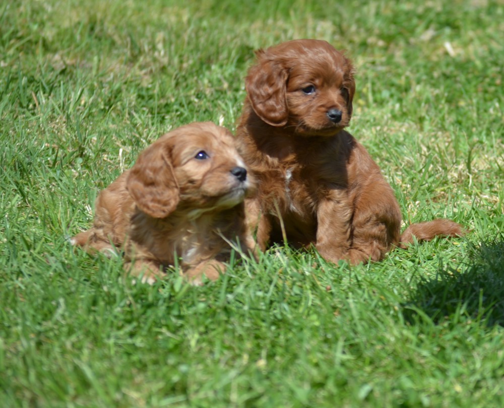 Banksia Park Puppies Cavoodle Socialisation