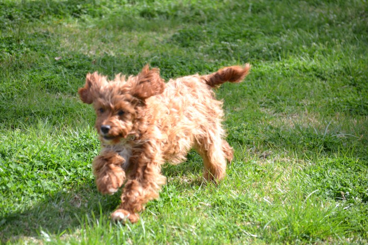 Taylor Banksia Park Puppy Cavoodle