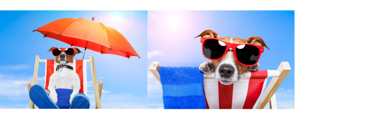 Holiday Dog Banksia Park Puppies