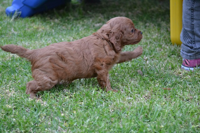 Puppy photos | Banksia Park Puppies