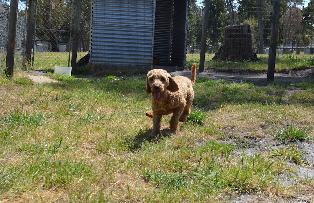 Banksia Park Puppies Kev