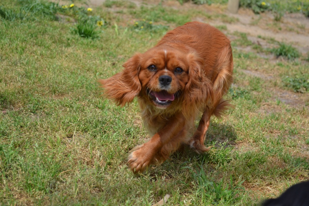 Banksia Park Puppies Rochel
