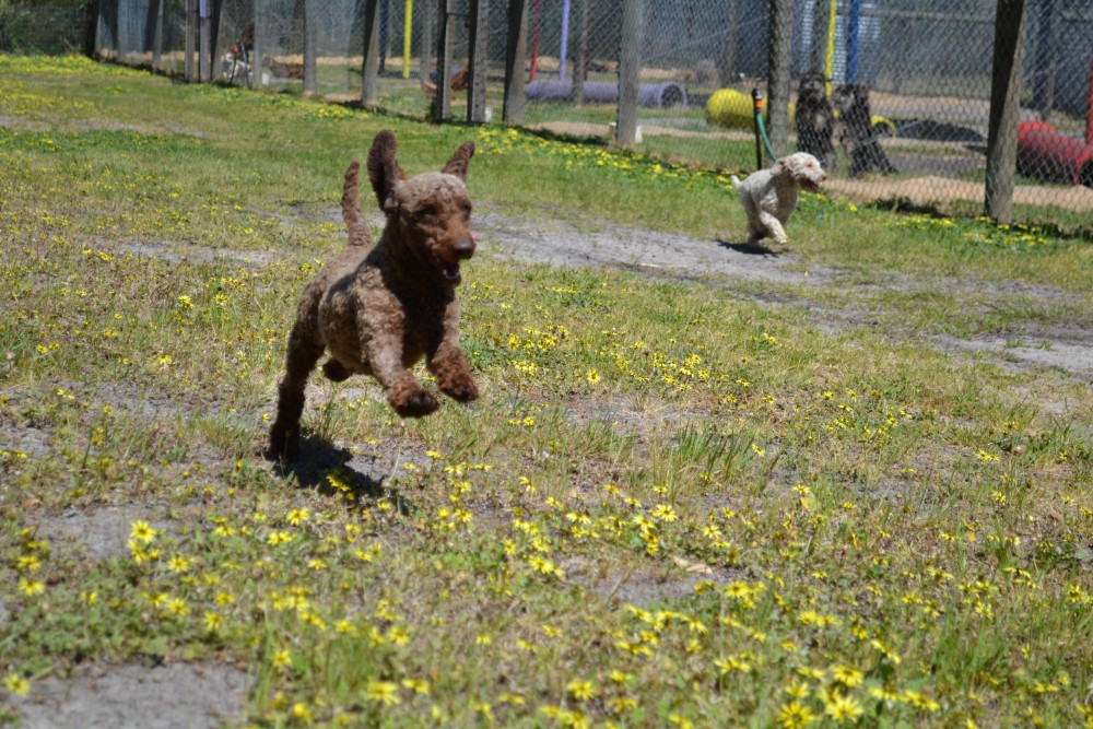 Banksia Park Puppies MustBee