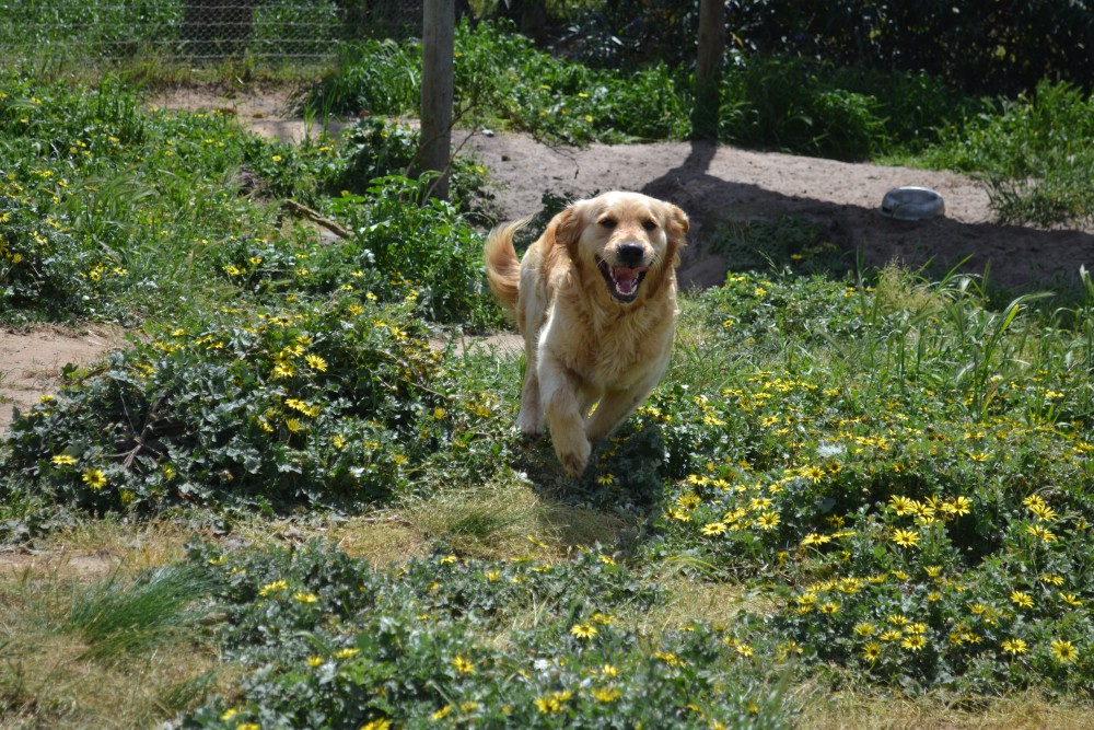 Banksia Park Puppies Chasing time!