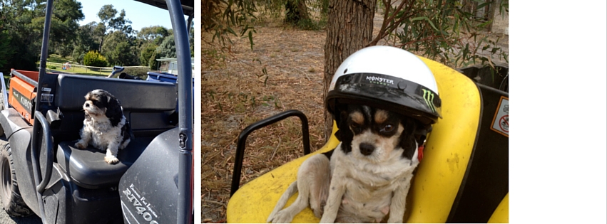 Workplace Banksia Park Puppies