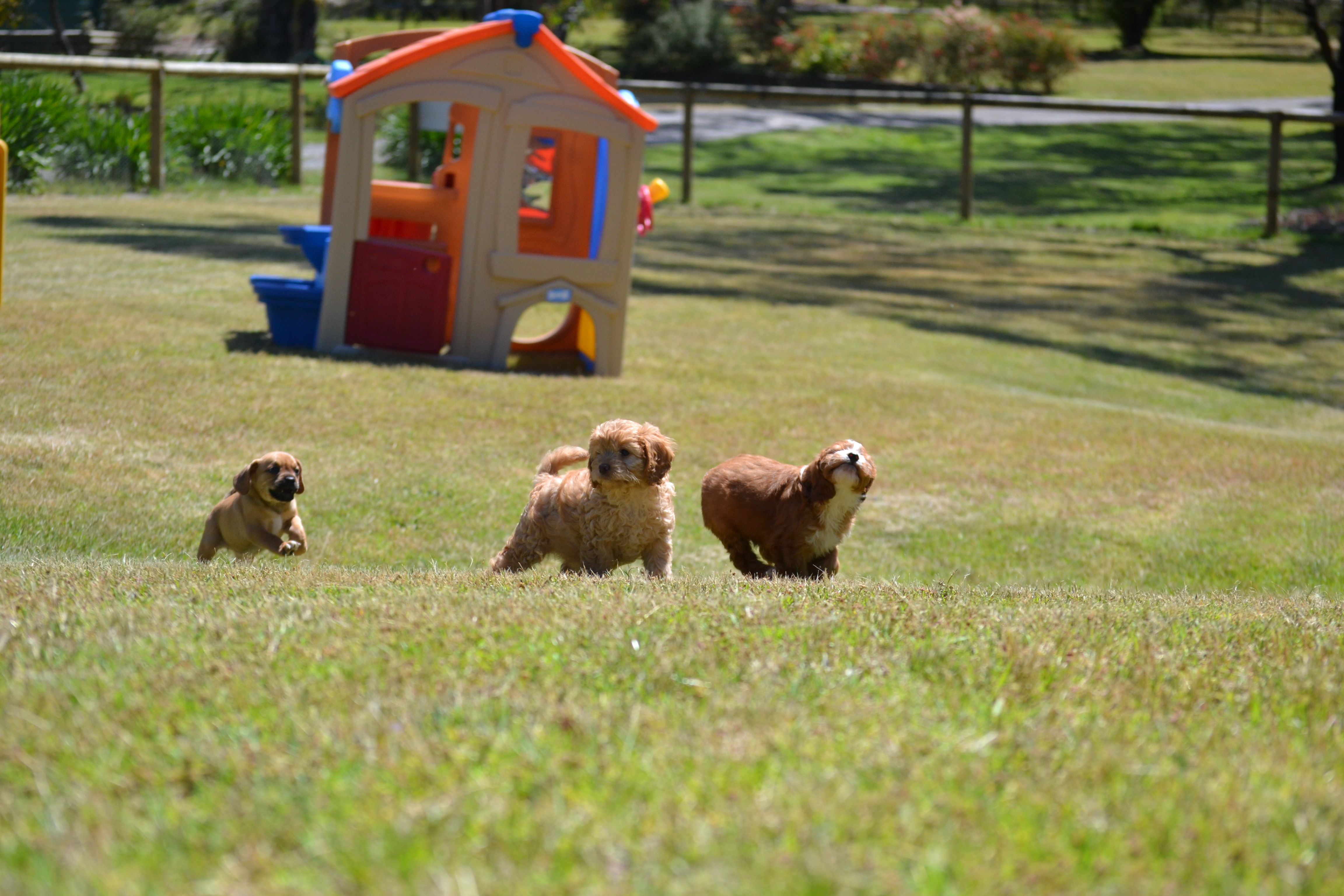 Banksia Park Puppies – Banksia Park Puppies