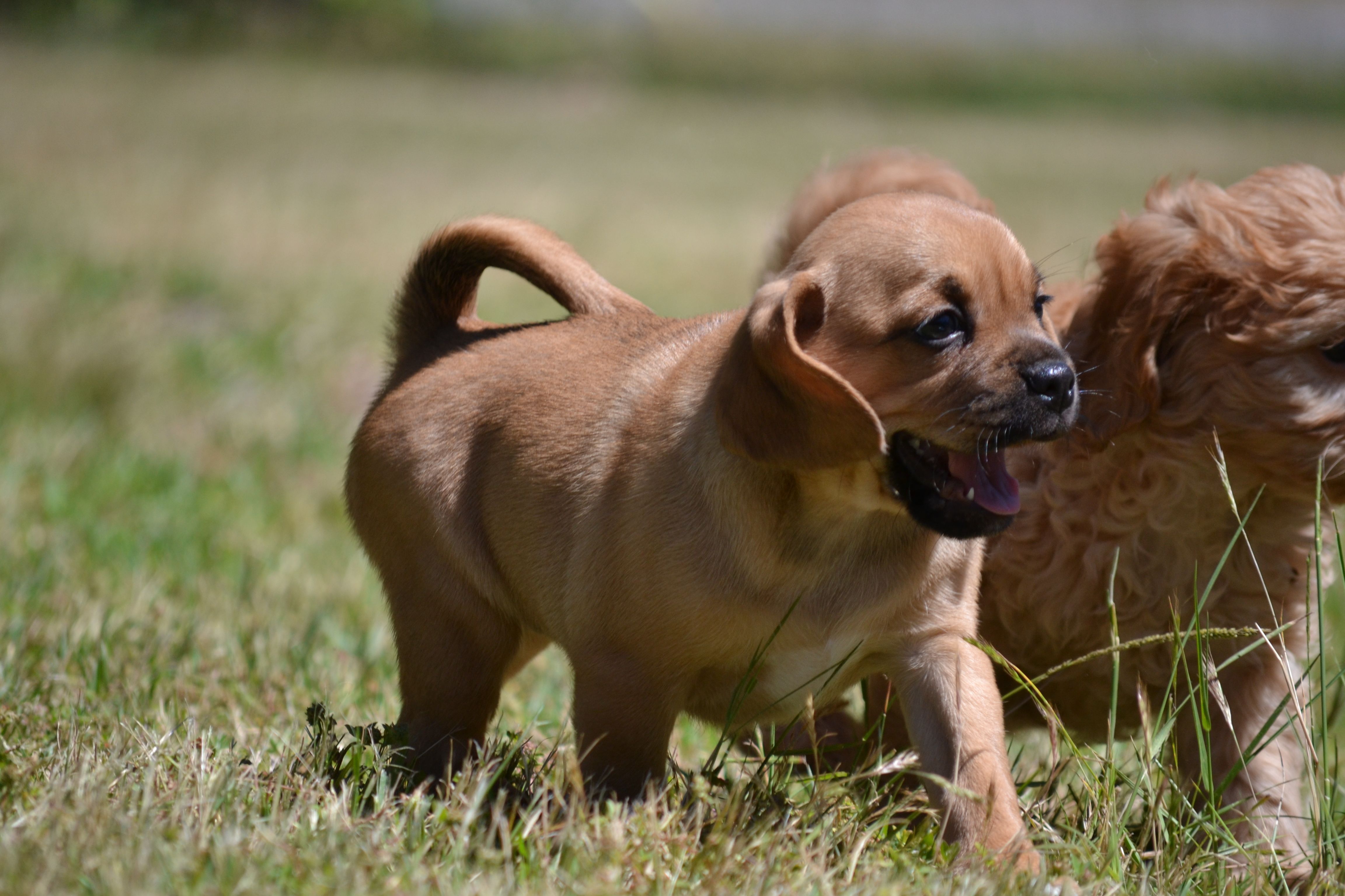 Banksia Park Puppies