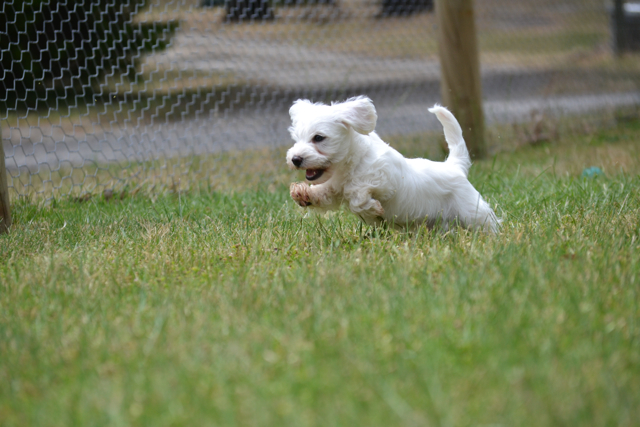 Banksia Park Puppies Schnoodles