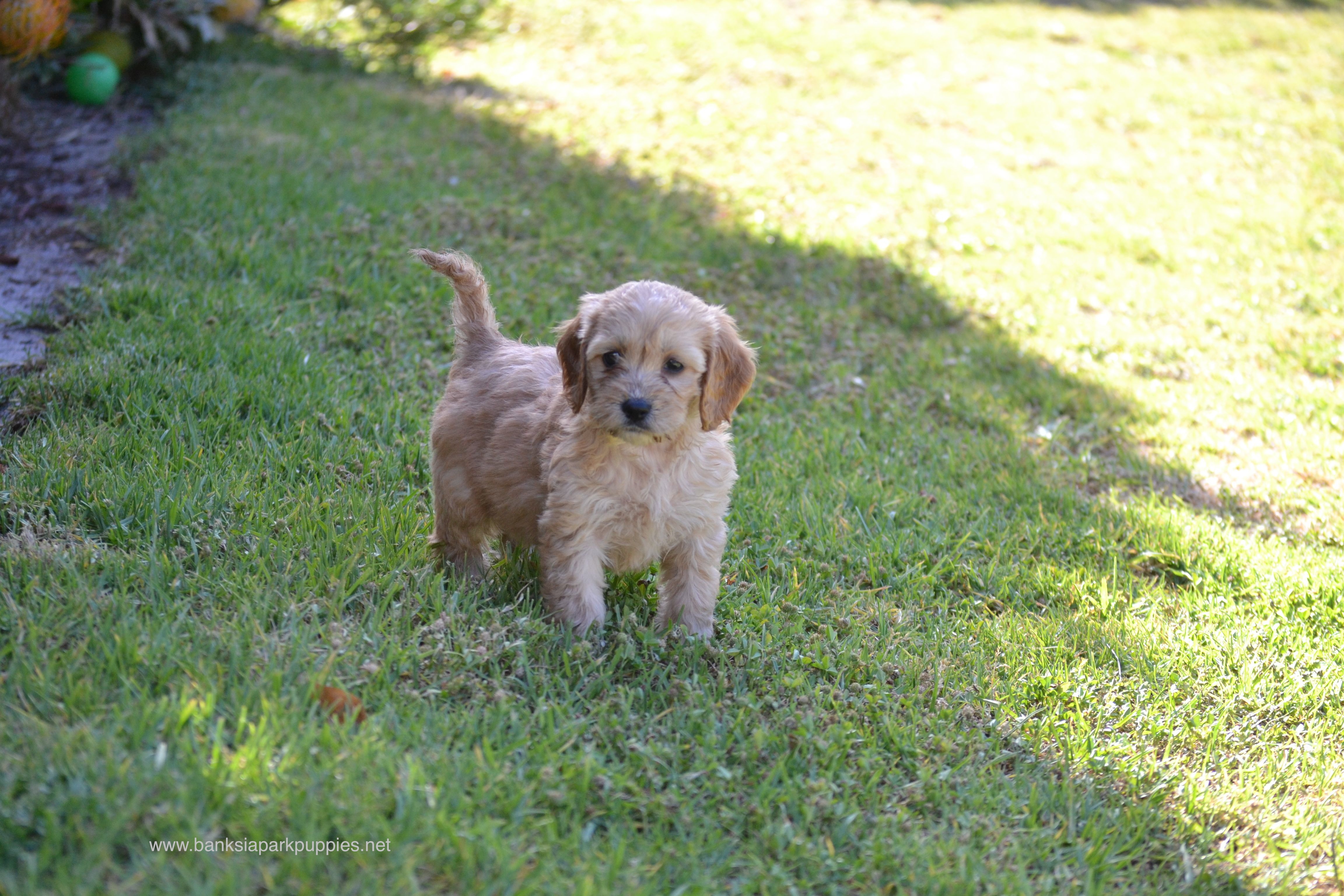 Banksia Park Puppies Spoodles