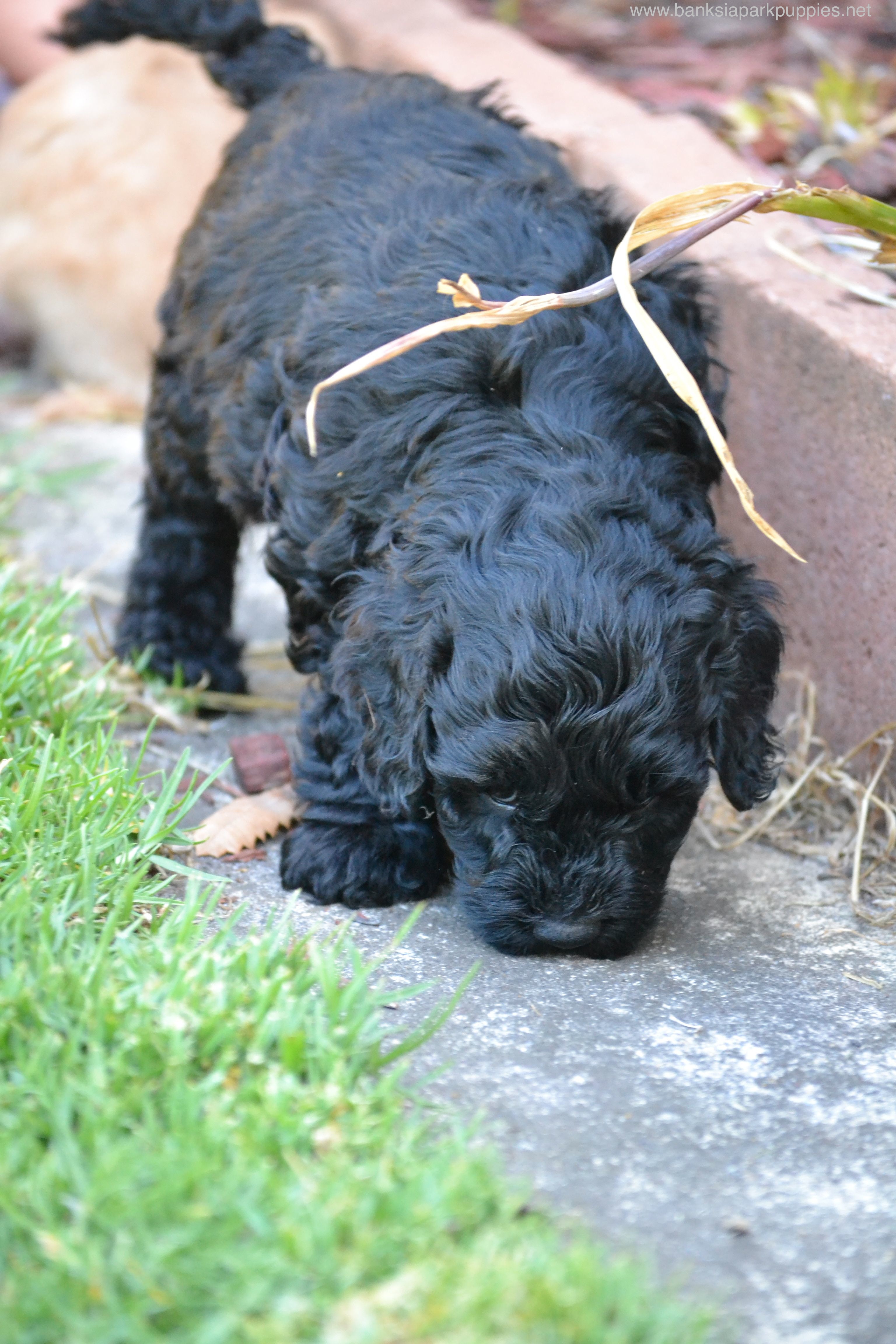 Banksia Park Puppies Spoodles – Banksia Park Puppies