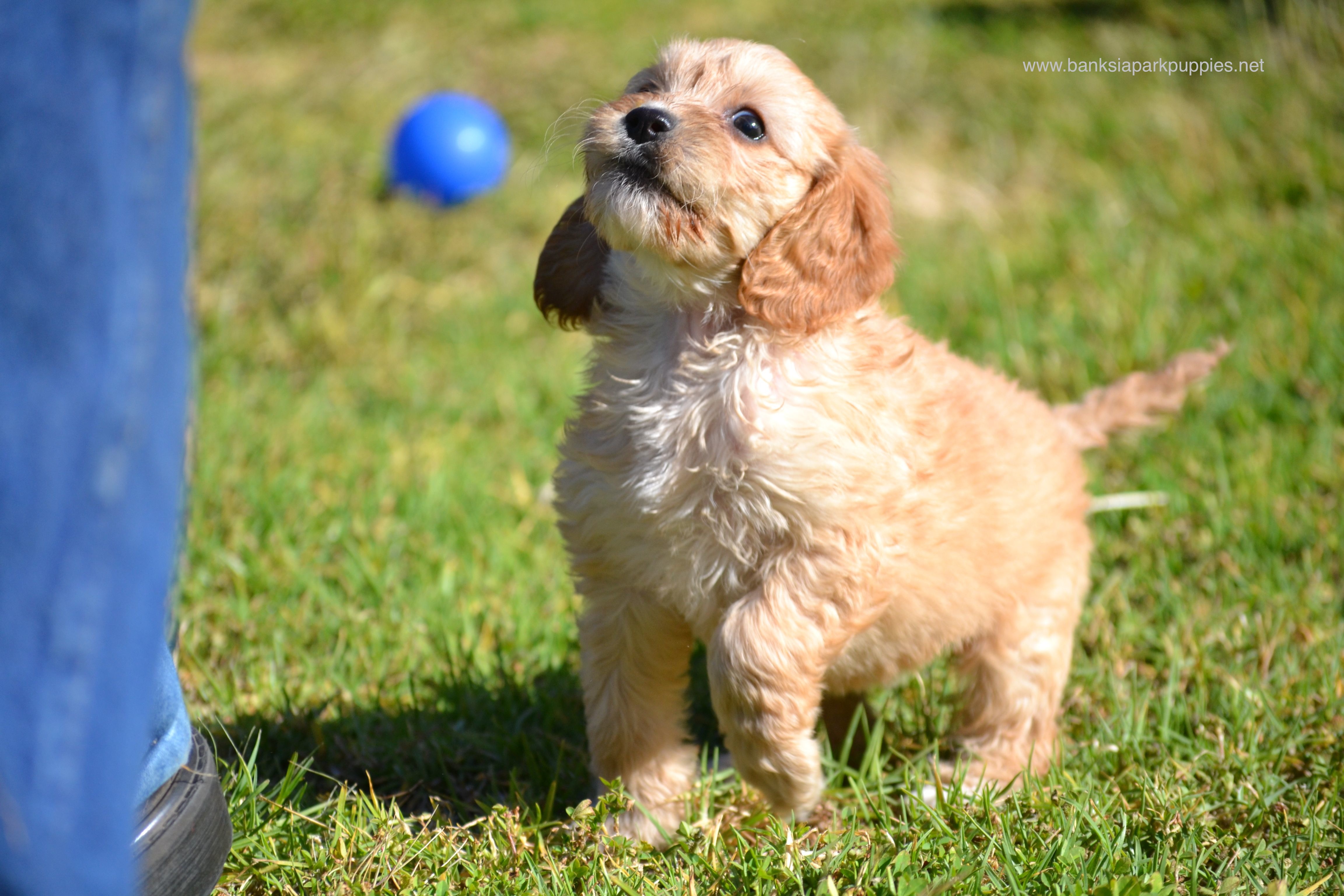 Banksia Park Puppies Spoodles – Banksia Park Puppies