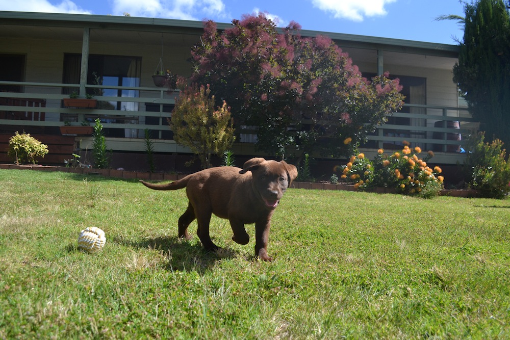 Banksia Park Puppy Mishka
