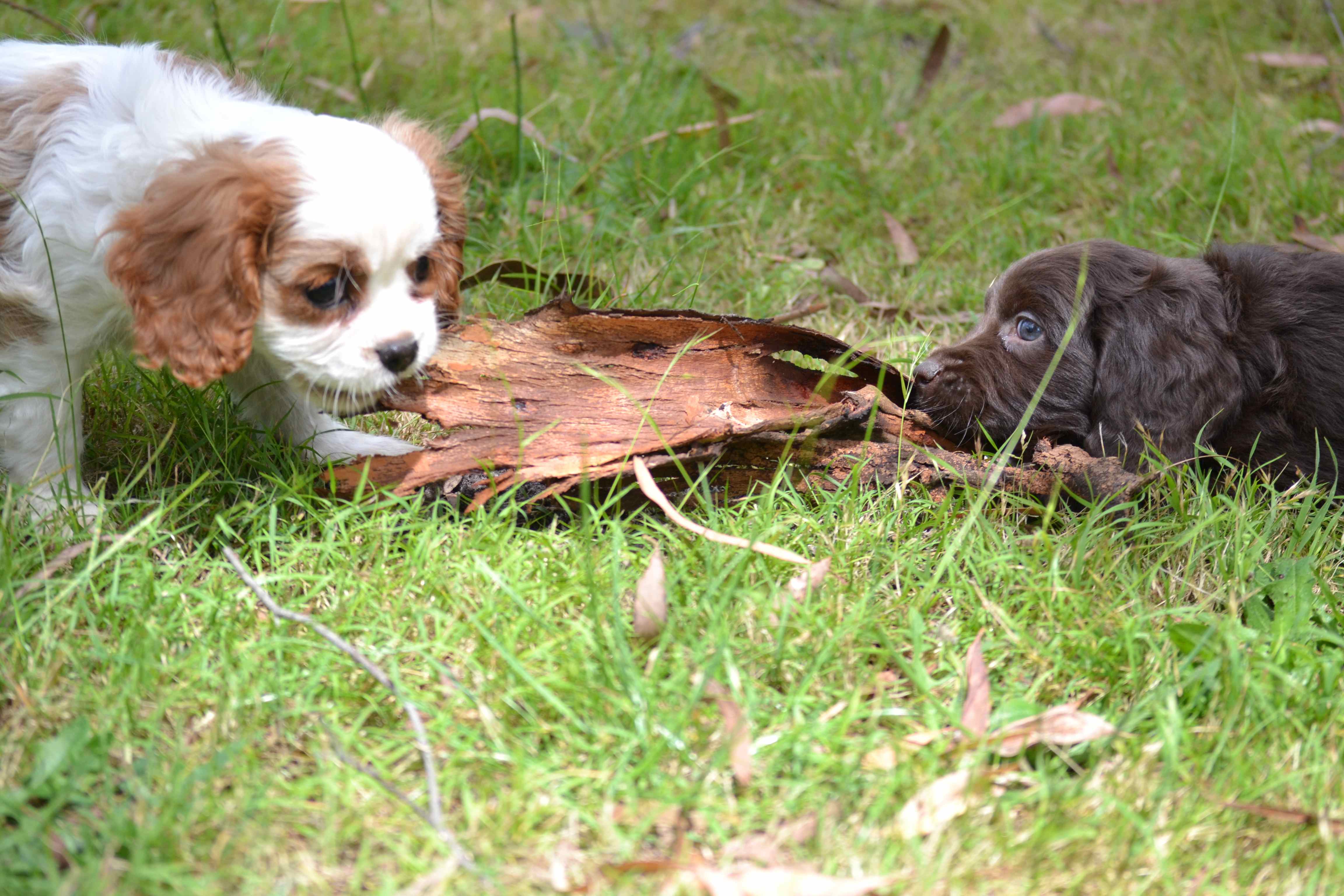 Banksia Park Puppies Bailey and Sylvie