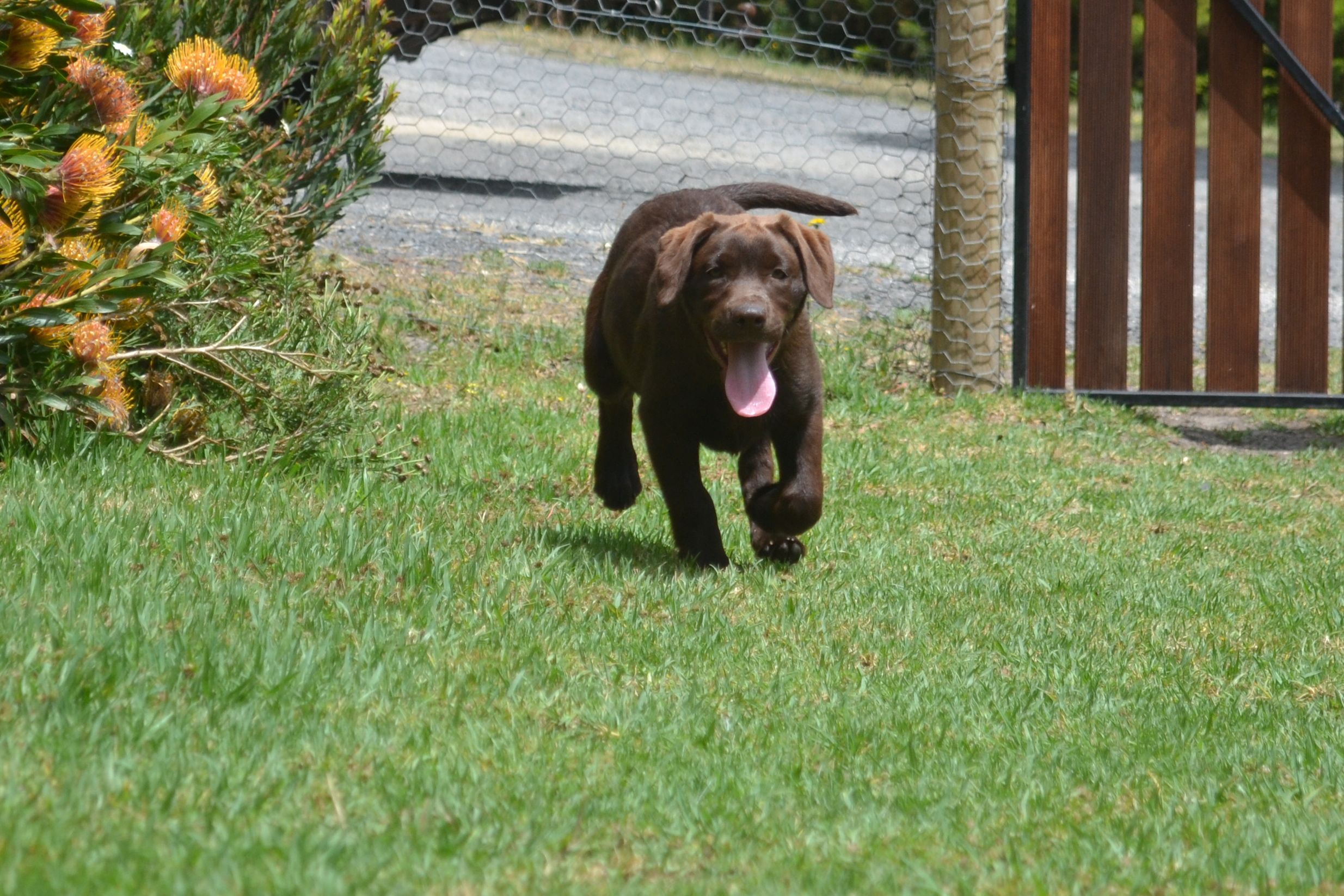 Banksia Park Puppies Meeka