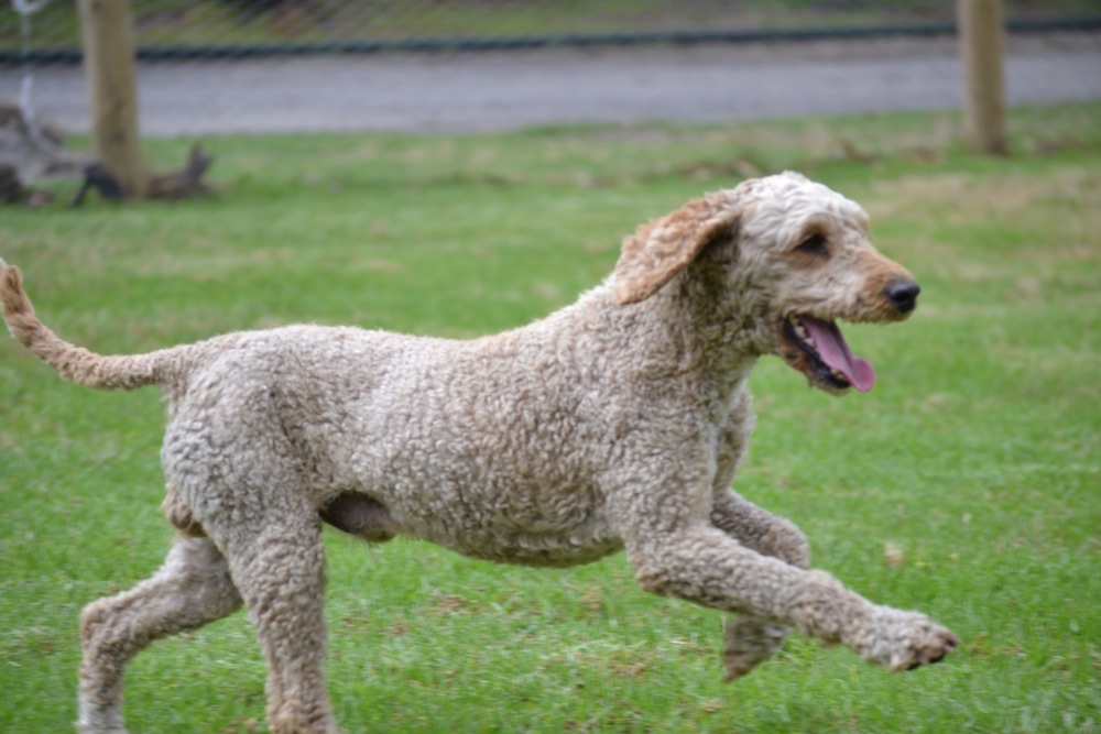 Banksia Park Puppies Sherman