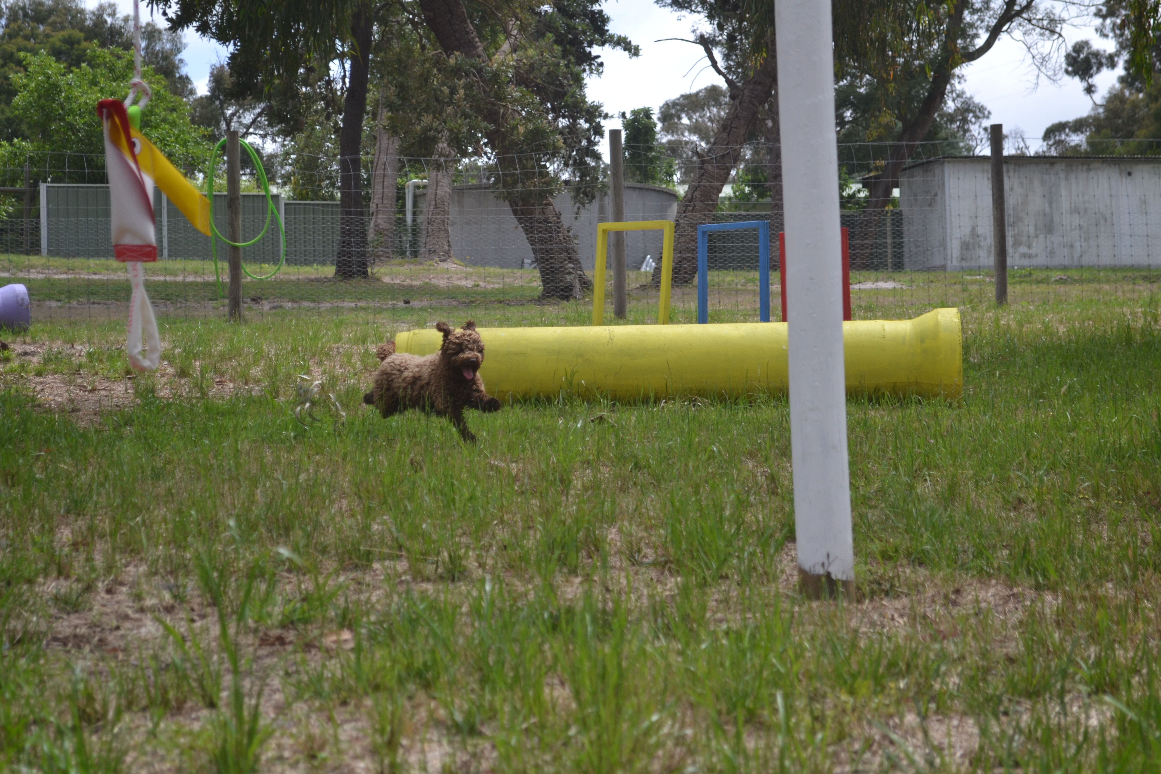 Banksia Park Puppies
