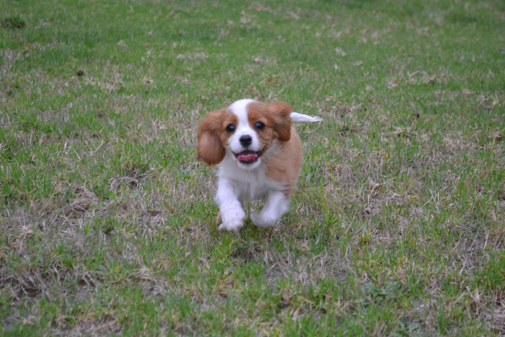 Banksia Park Puppies Hera