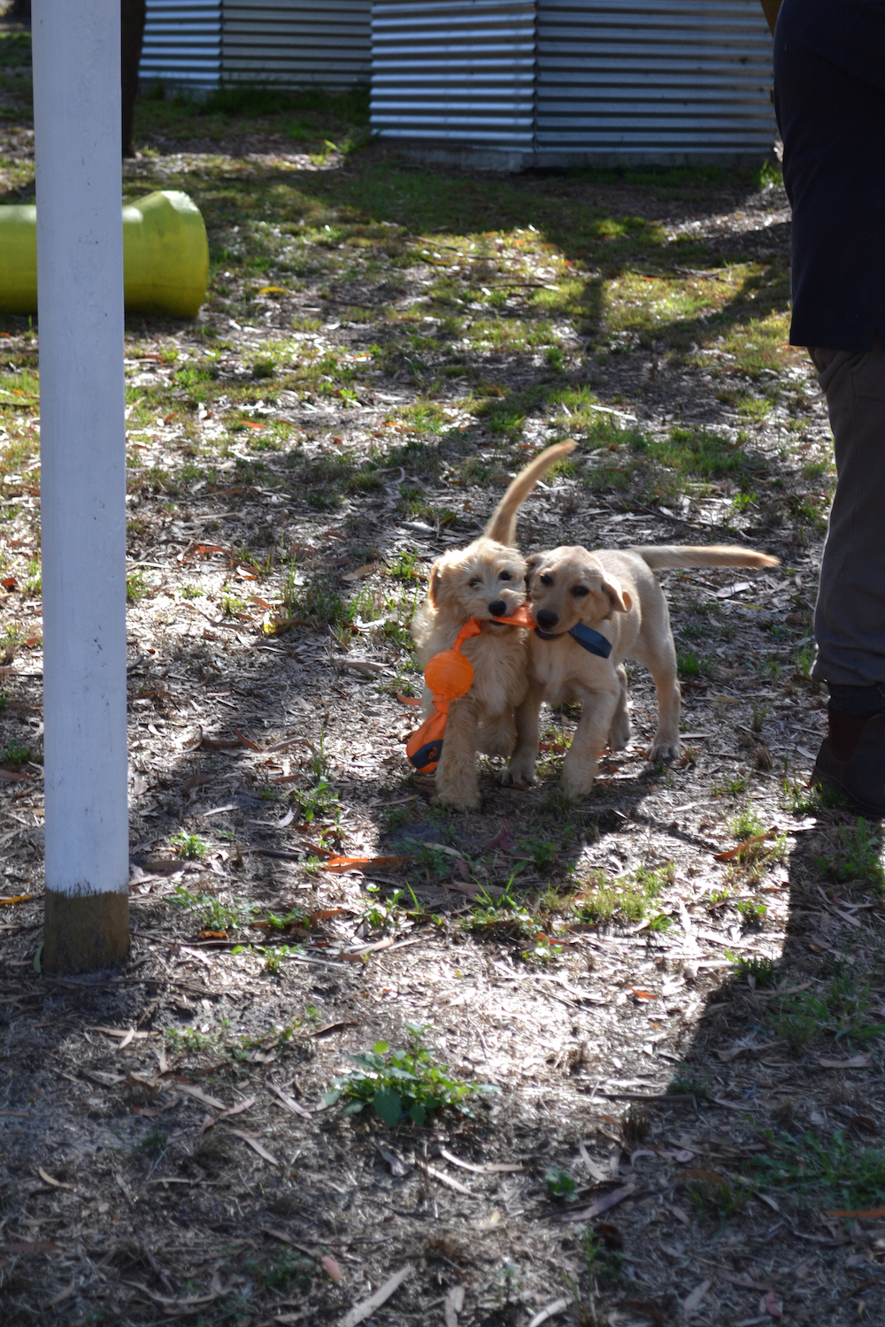 Banksia Park Puppies Tim Tam