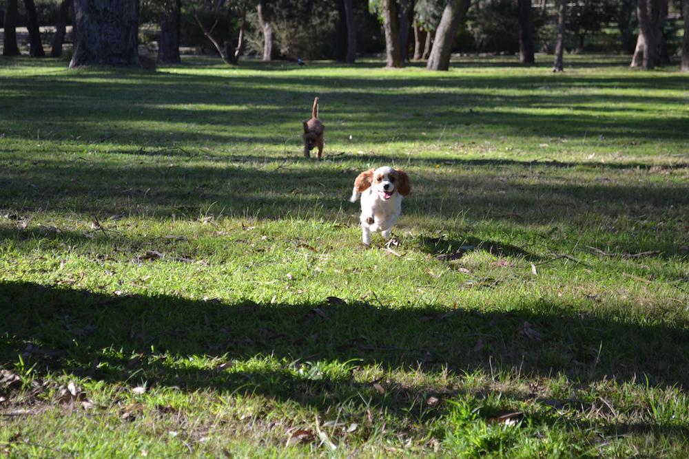 Banksia Park Puppies