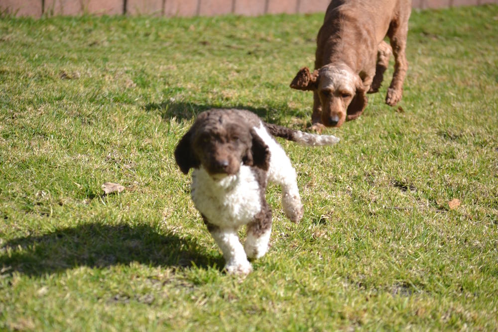 Banksia Park Puppies Avon