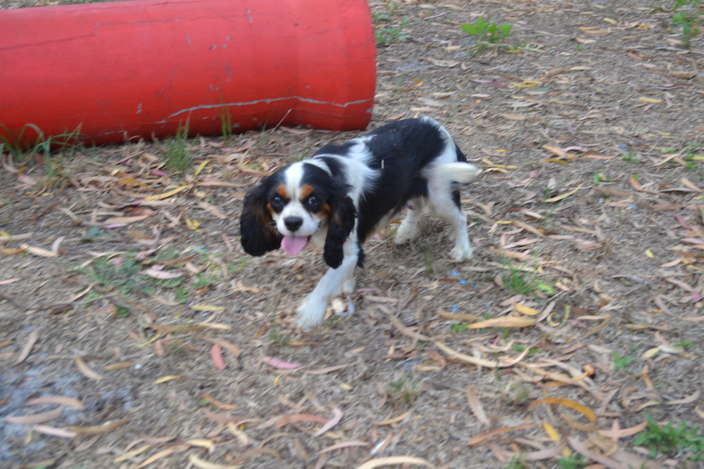 Banksia Park Puppies Petunia