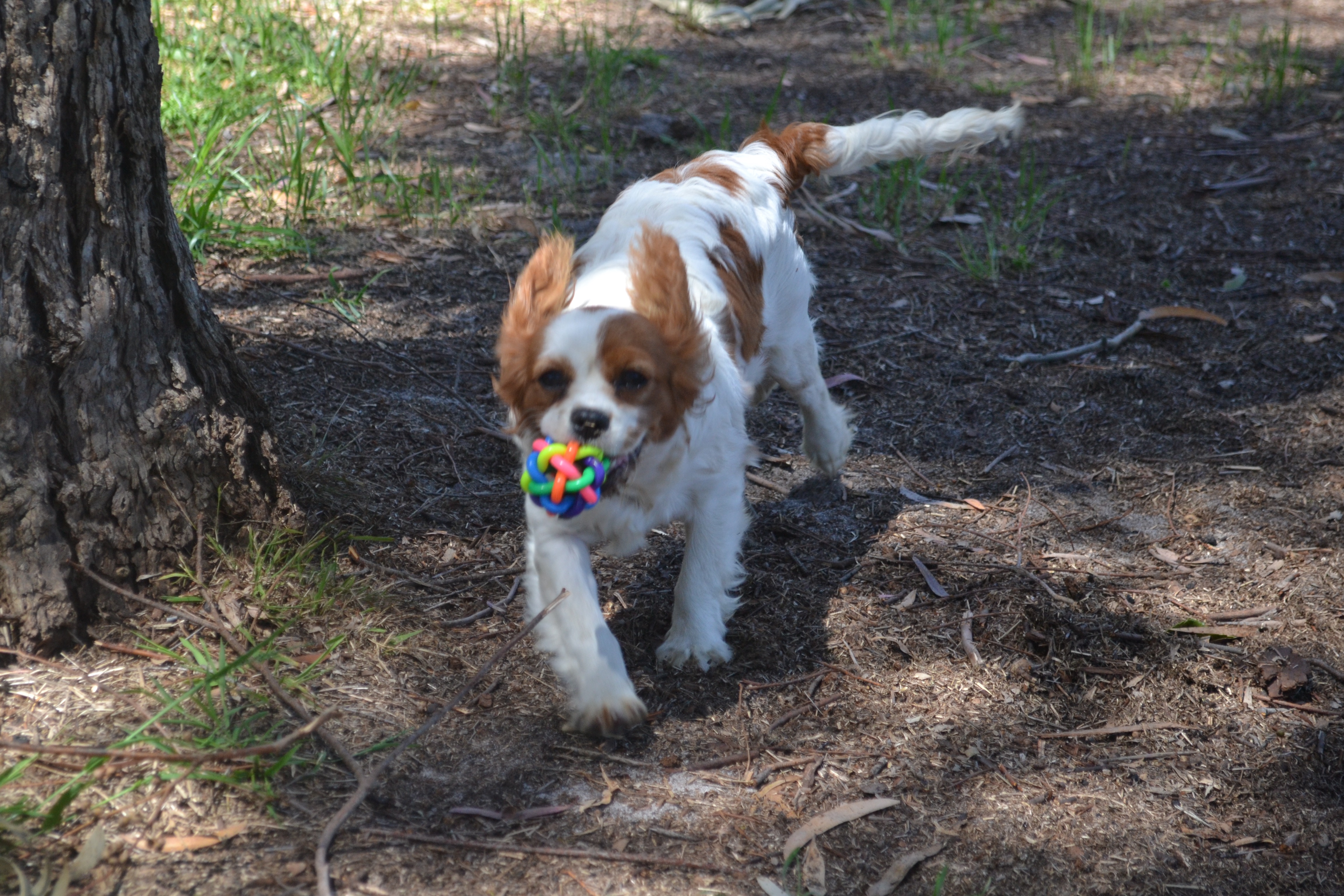 Banksia Park Puppies Ravi