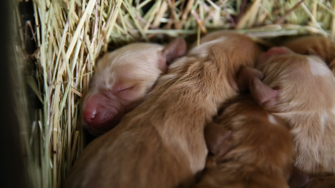 newborn banksia park puppies