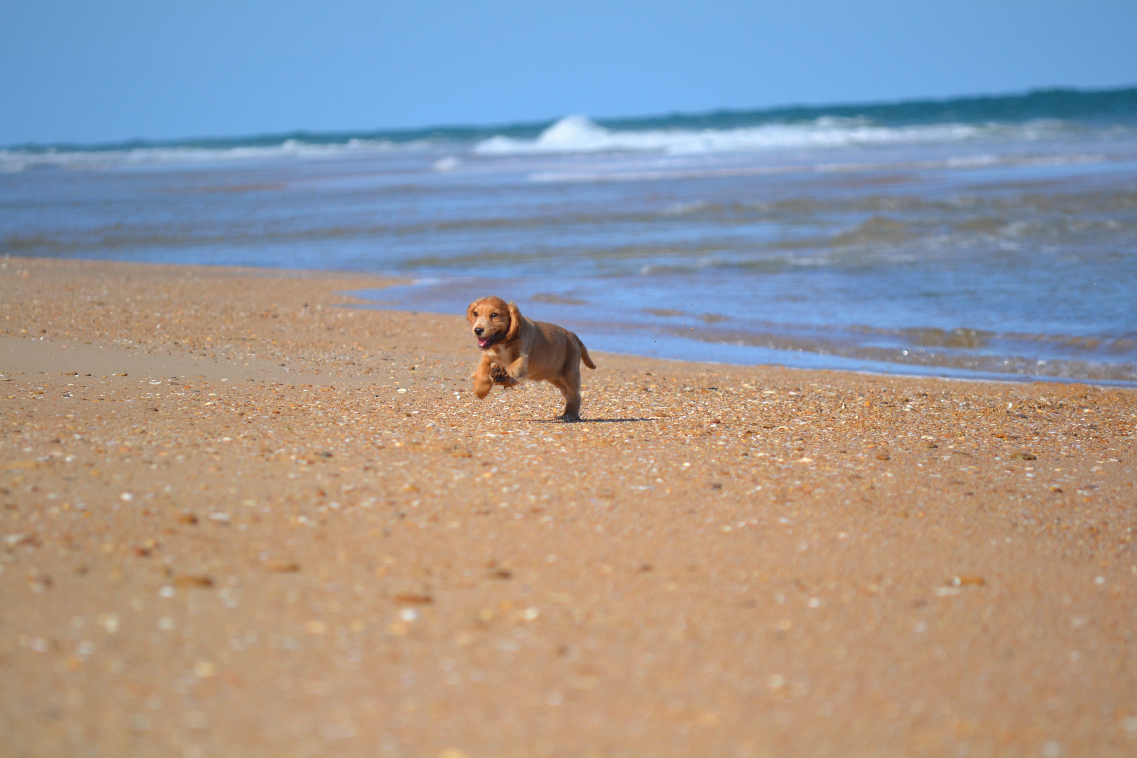 Banksia Park Puppies Beach