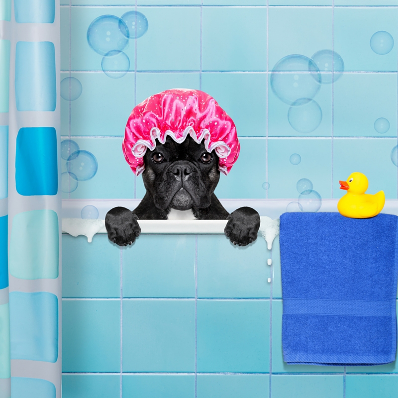 Banksia Park Puppies Grooming