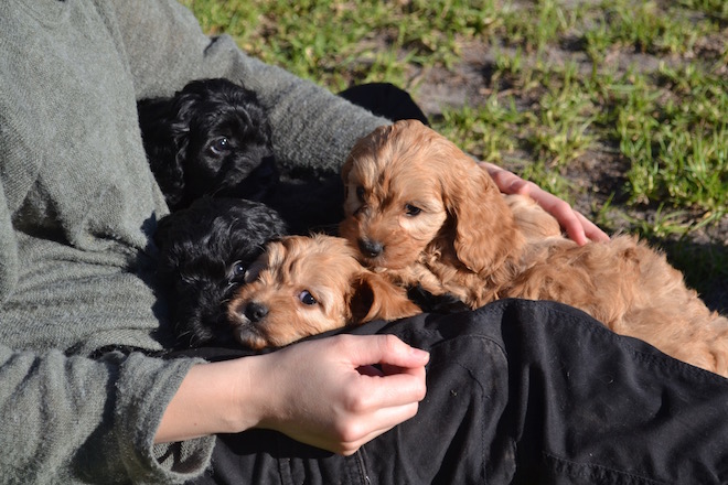 Banksia Park Puppies June Cavoodles – Banksia Park Puppies