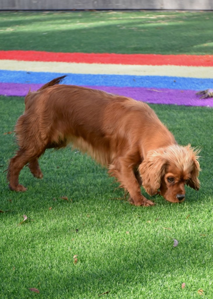 Collette – Banksia Park Puppies